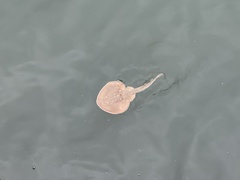 Platyrhina tangi