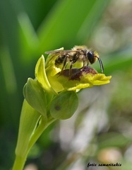 Andrena hesperia