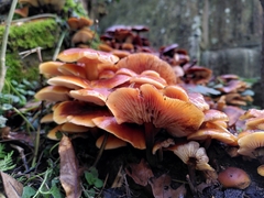 Flammulina velutipes