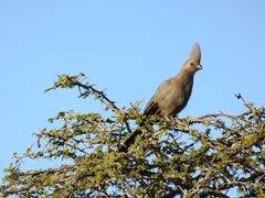 Corythaixoides concolor concolor