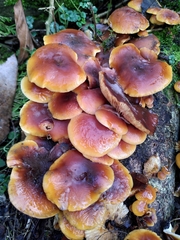 Flammulina velutipes