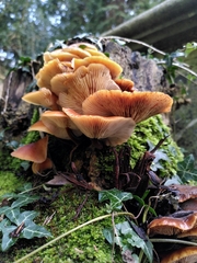 Flammulina velutipes