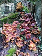 Flammulina velutipes