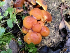 Flammulina velutipes