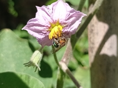 Augochloropsis tupacamaru