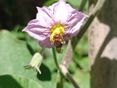 Augochloropsis tupacamaru