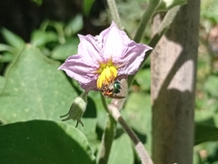 Augochloropsis tupacamaru