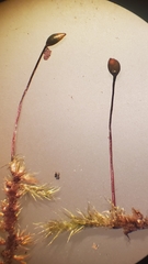 Sciuro-hypnum plumosum