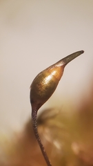 Sciuro-hypnum plumosum