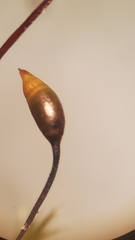 Sciuro-hypnum plumosum