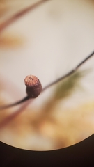 Sciuro-hypnum plumosum