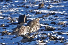 Perdix dauurica