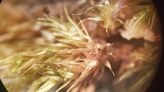 Sciuro-hypnum plumosum