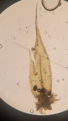 Sciuro-hypnum plumosum