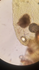 Sciuro-hypnum plumosum