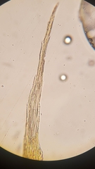 Sciuro-hypnum plumosum