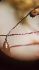 Sciuro-hypnum plumosum