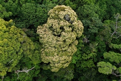 Lithocarpus amygdalifolius