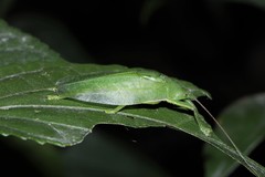 Phyllomimus klapperichi