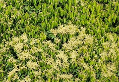 Lithocarpus amygdalifolius