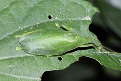 Phyllomimus klapperichi