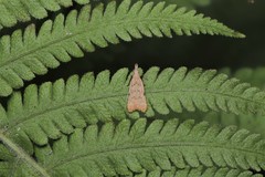 Dichomeris microsphena