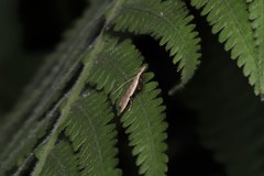 Dichomeris microsphena