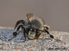 Anthophora atroalba