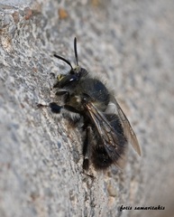 Anthophora atroalba