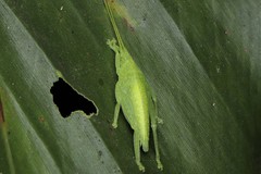 Phyllomimus klapperichi