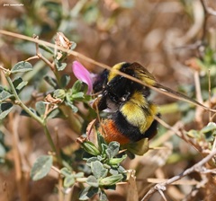 Bombus niveatus