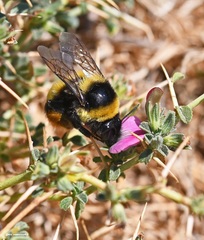 Bombus niveatus