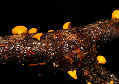 Dicephalospora rufocornea