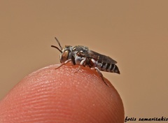 Allocoelioxys