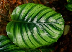 Goeppertia fasciata