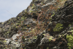 Chamaesciadium acaule