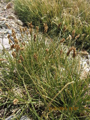 Carex gayana