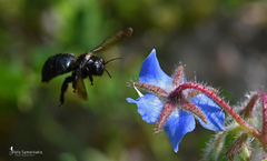 Xylocopa iris