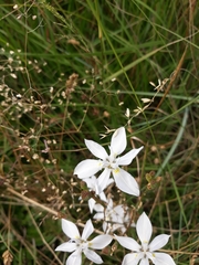 Moraea viscaria