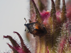 Nanophyes