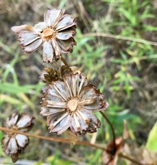 Silphium perfoliatum