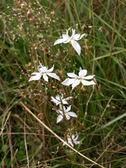 Moraea viscaria