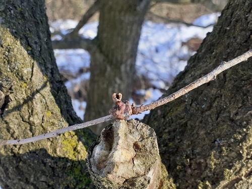 Andricus mitratus