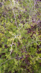 Asparagus lignosus