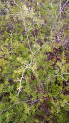 Asparagus lignosus