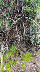 Asparagus lignosus