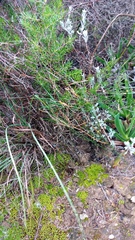Asparagus lignosus