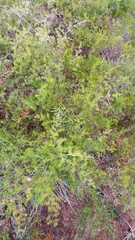 Asparagus lignosus
