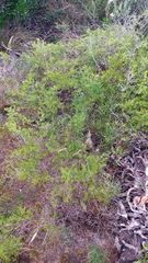 Asparagus lignosus