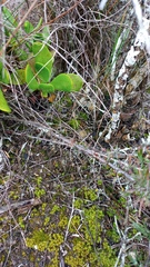 Asparagus lignosus